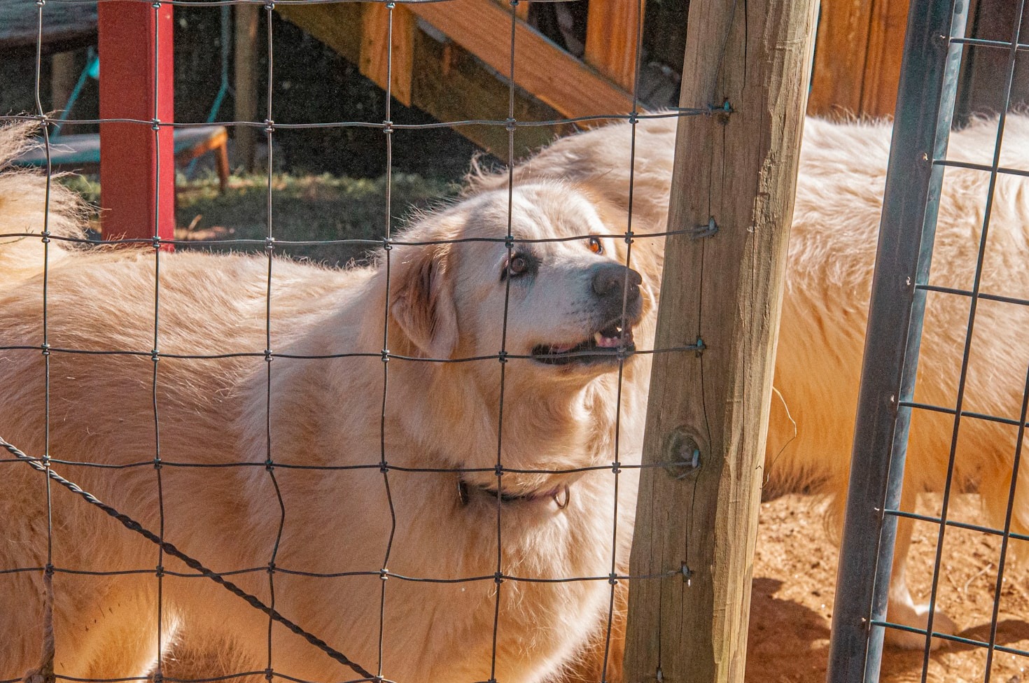 Why Dog Parks Are Heaven for Pups Like Baker